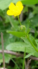 Ranunculus scandicinus