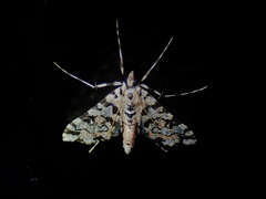 Conchylodes bryophilalis image