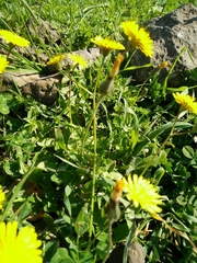 Crepis sancta