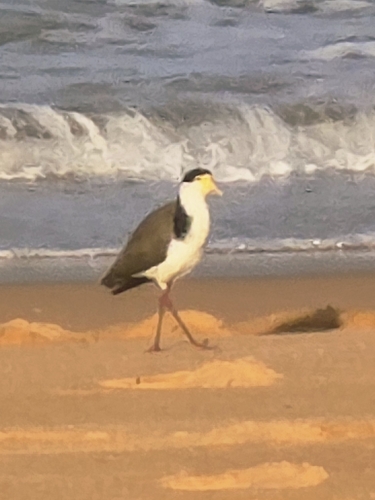 Black-shouldered Masked Lapwing
