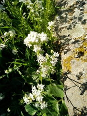Galium samuelssonii