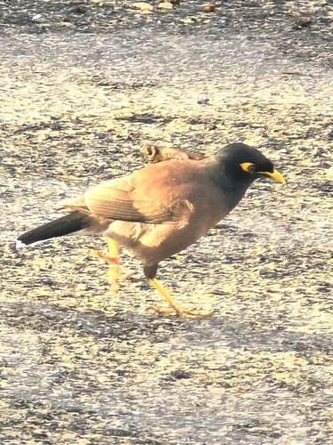 Common Myna