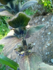 Ajuga orientalis