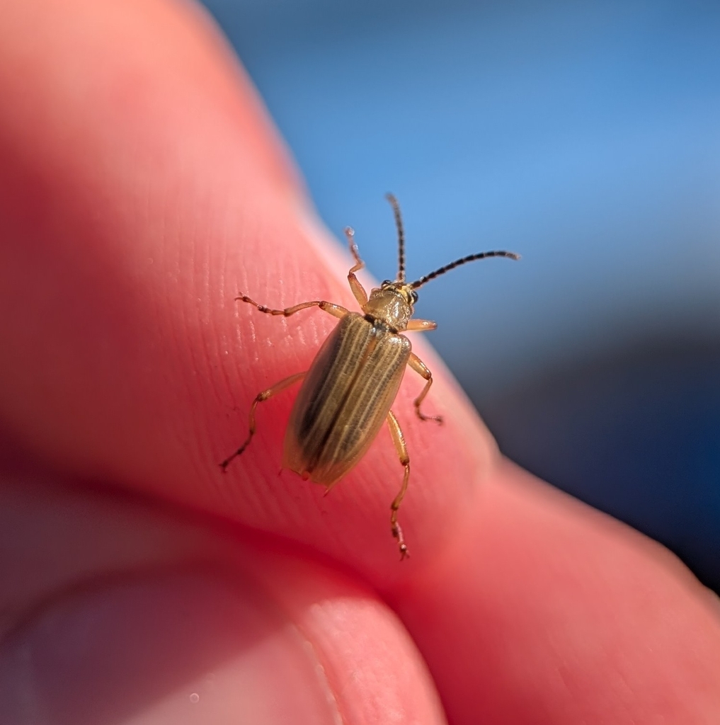 Neohaemonia nigricornis