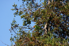 Psittacara mitratus