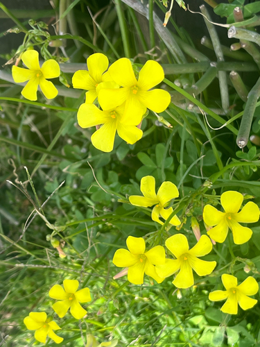 Bermuda buttercup