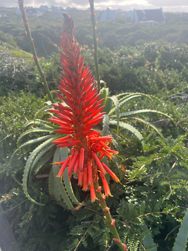 Candelabra Aloe