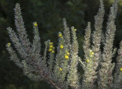 Aspalathus gerrardii