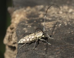 Prosopocera maculosa