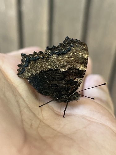 Large Tortoiseshell