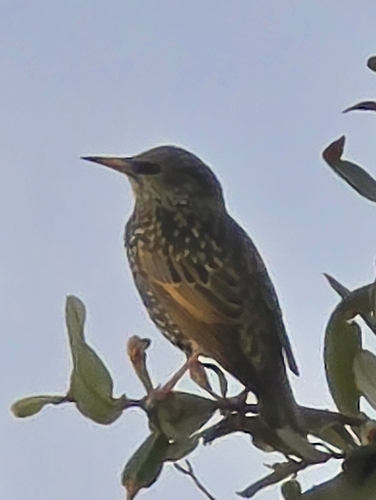 European Starling