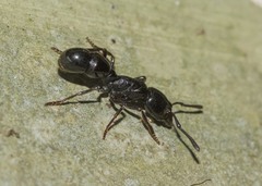 Bothroponera laevissima