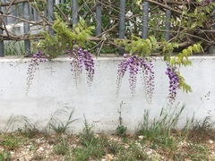 Wisteria