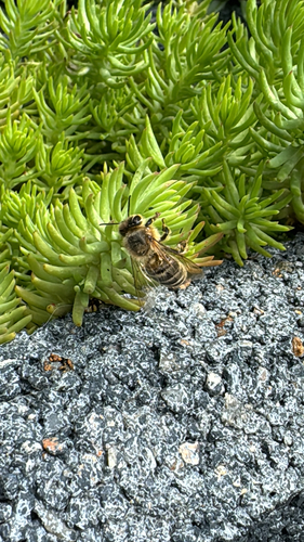 Western Honey Bee