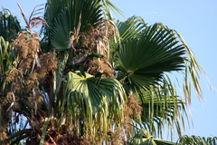 Psittacara mitratus