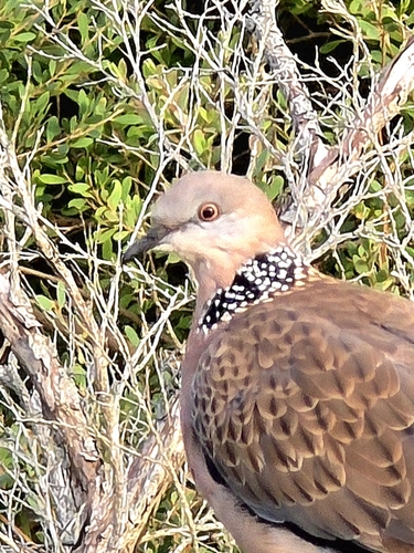 Spotted Dove