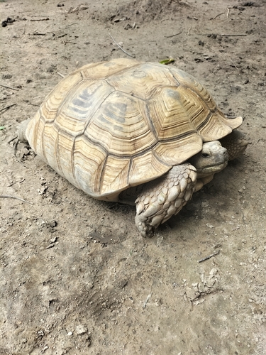 African Spurred Tortoise
