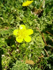 Ranunculus millefolius