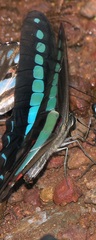 Graphium sarpedon sarpedon