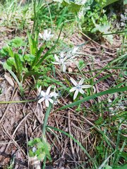 Fessia puschkinioides, photograph (c) Artem Abdukakharov, some rights reserved (CC BY)