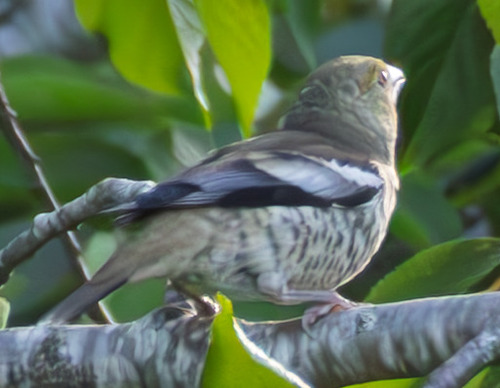 Hawfinch