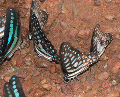 Graphium sarpedon sarpedon