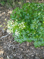 Lecokia cretica