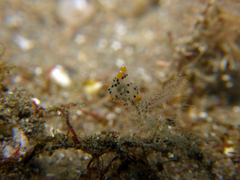 Thecacera