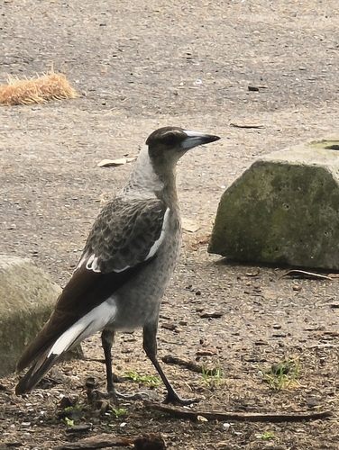 Australian Magpie