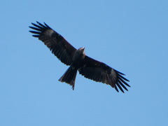 Milvus migrans