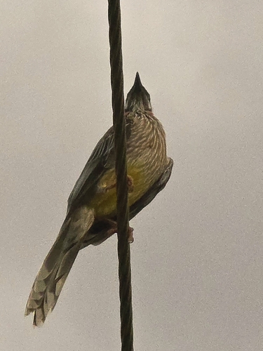 Red Wattlebird