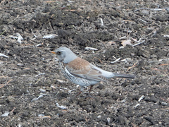 Turdus pilaris