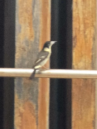 Grey Butcherbird