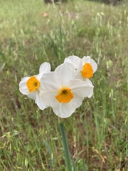 Narcissus poeticus
