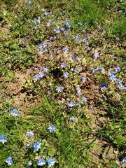 Veronica syriaca