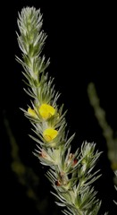 Aspalathus gerrardii