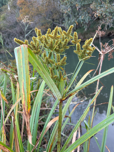 Cyperus dives
