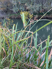 Cyperus dives, photograph (c) alanbedfordshaw, some rights reserved (CC BY-SA)