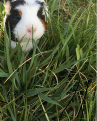 Cavia