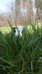 Cavia