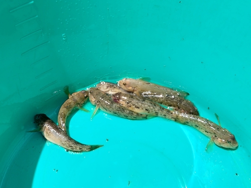 Round Goby
