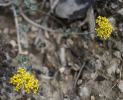 Alyssum trichostachyum