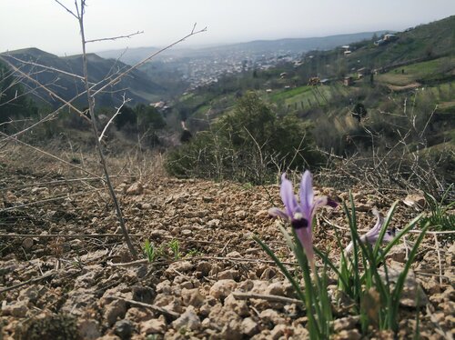 Iris kolpakowskiana, photograph 2