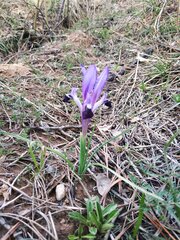 Iris kolpakowskiana, photograph (c) Artem Abdukakharov, some rights reserved (CC BY)