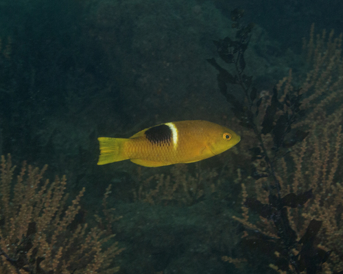 Bodianus perditio observed 2026-06-14