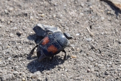 Margarinotus bipustulatus