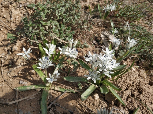 Fessia puschkinioides
