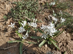 Fessia puschkinioides