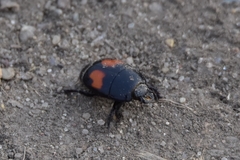 Margarinotus bipustulatus