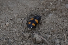 Glischrochilus grandis